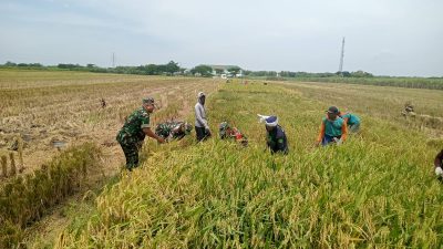 Senyum Sumringah Pak Paimin Saat Sawahnya Diserbu Babinsa Koramil Jenar untuk Panen Bersama