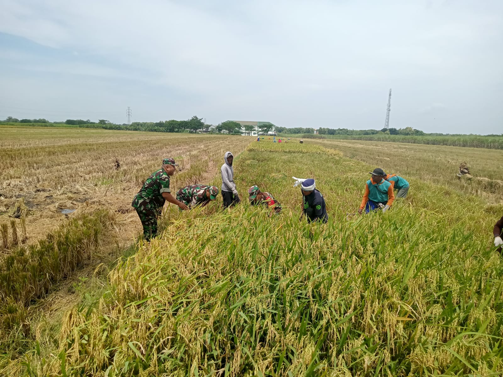 Senyum Sumringah Pak Paimin Saat Sawahnya Diserbu Babinsa Koramil Jenar untuk Panen Bersama
