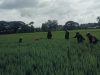 Bagian dari Pengabdian Kepada Rakyat, Babinsa Turun ke Sawah Bantu Petani Siangi Gulma