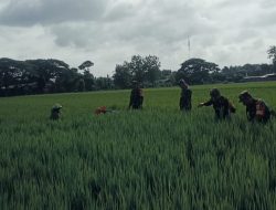 Bagian dari Pengabdian Kepada Rakyat, Babinsa Turun ke Sawah Bantu Petani Siangi Gulma