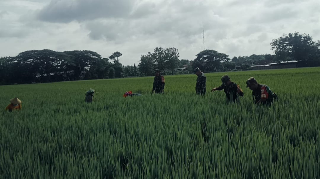 Bagian dari Pengabdian Kepada Rakyat, Babinsa Turun ke Sawah Bantu Petani Siangi Gulma
