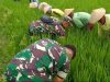 Panas Bukan Halangan, Babinsa Tetap Semangat Basmi Gulma di Sawah