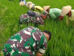 Panas Bukan Halangan, Babinsa Tetap Semangat Basmi Gulma di Sawah