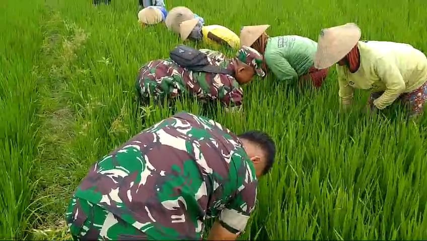 Panas Bukan Halangan, Babinsa Tetap Semangat Basmi Gulma di Sawah