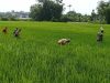 Tak Peduli Panas, Gatal, dan Lumpur, Babinsa Siangi Rumput Pengganggu