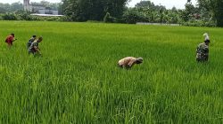 Tak Peduli Panas, Gatal, dan Lumpur, Babinsa Siangi Rumput Pengganggu