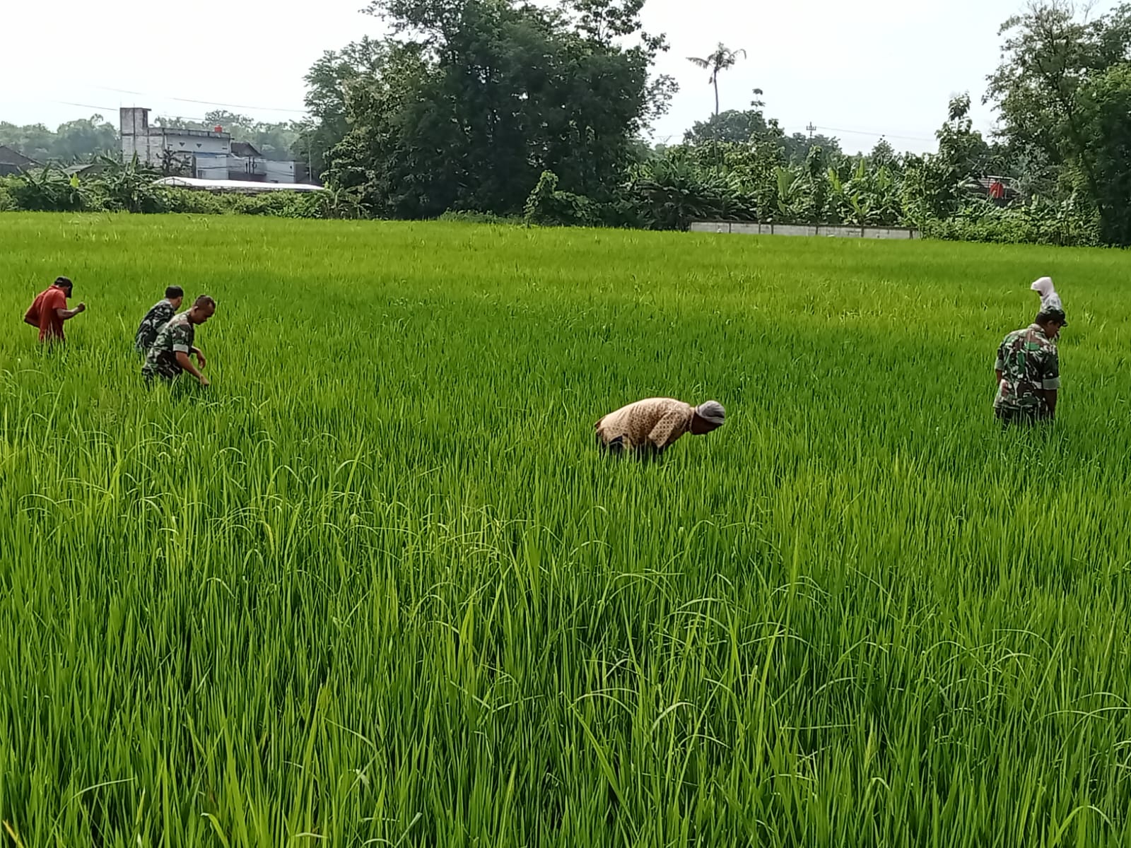 Tak Peduli Panas, Gatal, dan Lumpur, Babinsa Siangi Rumput Pengganggu