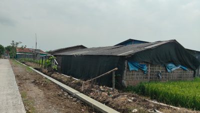 Jalan Cor TMMD Hidupkan Harapan Baru, Pak Suradi Bersiap Aktifkan Kandang Ayamnya Kembali