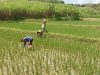 Penyemprotan Jadi Kunci Pertumbuhan Padi, Babinsa Turun Langsung Bantu Petani di Sawah