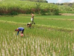 Penyemprotan Jadi Kunci Pertumbuhan Padi, Babinsa Turun Langsung Bantu Petani di Sawah