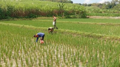 Penyemprotan Jadi Kunci Pertumbuhan Padi, Babinsa Turun Langsung Bantu Petani di Sawah
