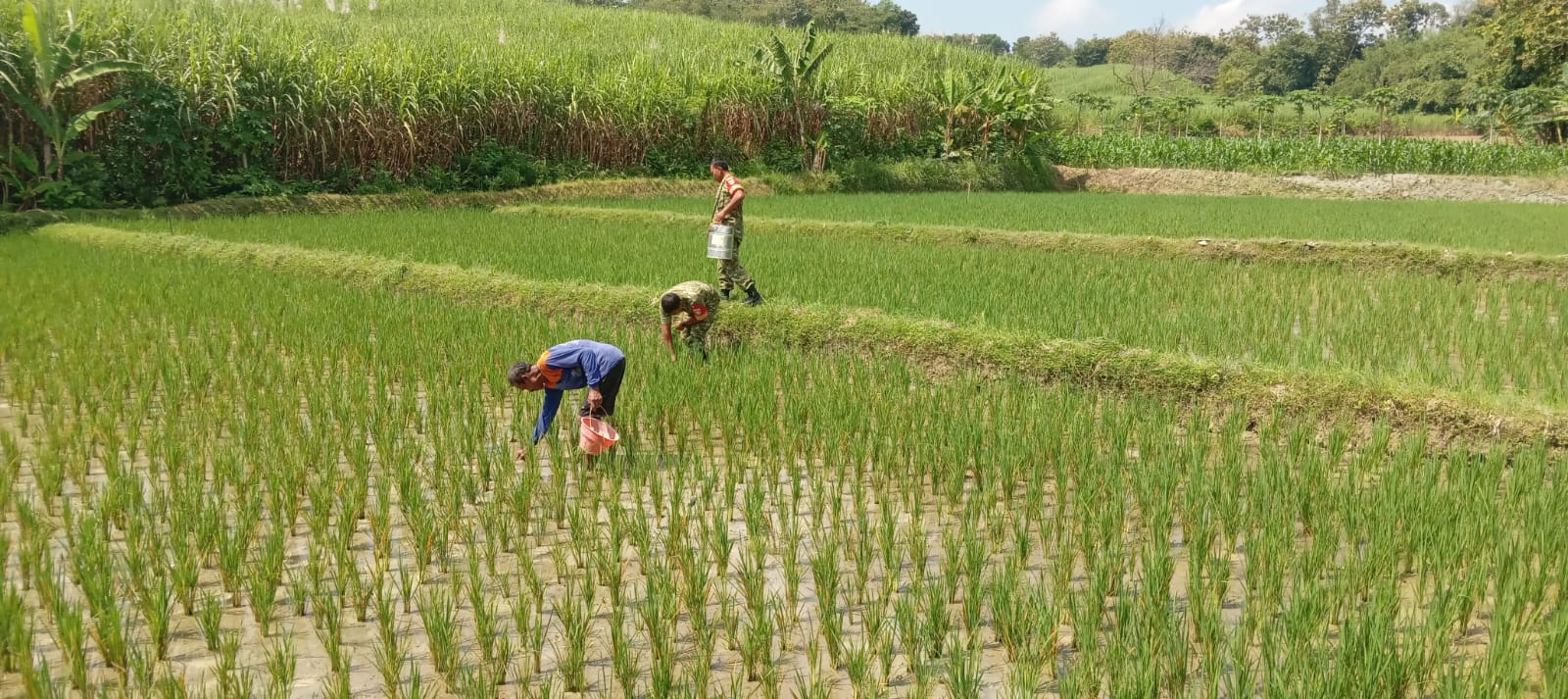 Penyemprotan Jadi Kunci Pertumbuhan Padi, Babinsa Turun Langsung Bantu Petani di Sawah