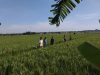 Bulir Padi Mulai Bermunculan, Babinsa Imbau Petani Waspadai Serangan Burung