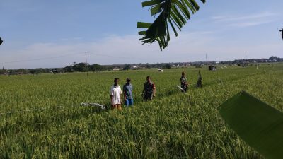 Bulir Padi Mulai Bermunculan, Babinsa Imbau Petani Waspadai Serangan Burung Bulir Padi Mulai Bermunculan, Babinsa Imbau Petani Waspadai Serangan Burung