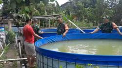 Peminat Ikan Lele Tinggi, Babinsa Turun Tangan Semangati dan Dorong Produktivitas Peternak Lokal