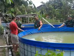 Peminat Ikan Lele Tinggi, Babinsa Turun Tangan Semangati dan Dorong Produktivitas Peternak Lokal