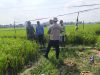 ​Kawal Ketahanan Pangan, Babinsa dan PPL Kompak Masuk Sawah Pantau Kualitas Padi Warga