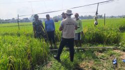 ​Kawal Ketahanan Pangan, Babinsa dan PPL Kompak Masuk Sawah Pantau Kualitas Padi Warga