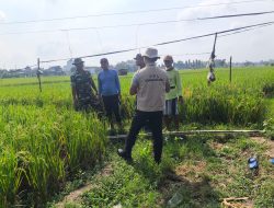 Sawah Menguning Sempurna, Babinsa dan Petani Bahu-Membahu Petik Hasil Panen Padi Melimpah