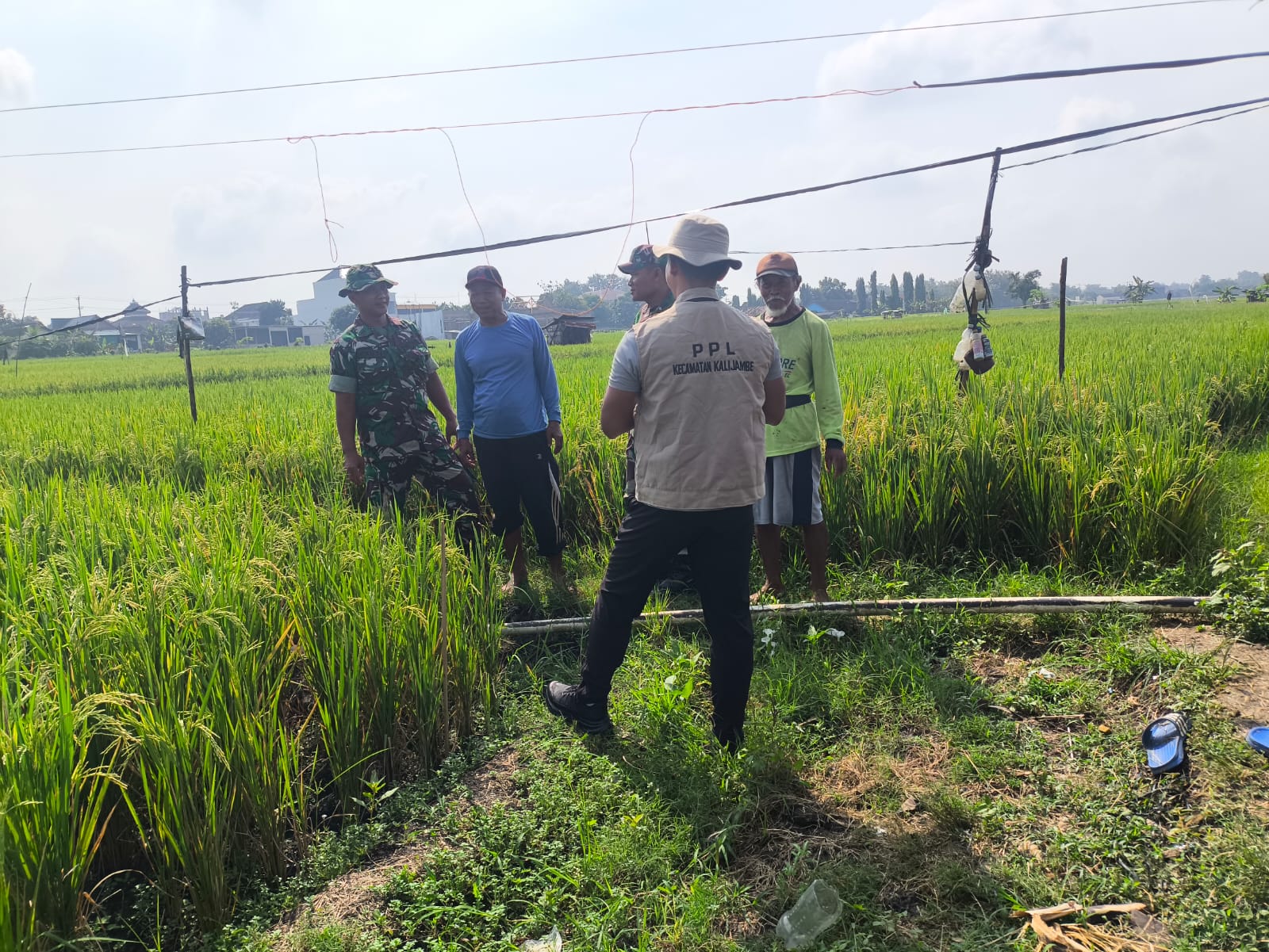 ​Kawal Ketahanan Pangan, Babinsa dan PPL Kompak Masuk Sawah Pantau Kualitas Padi Warga