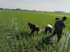 Sengkuyung Ketahanan Pangan, Babinsa Sragen Ikut ‘Matun’ Padi di Sawah