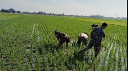 Sengkuyung Ketahanan Pangan, Babinsa Sragen Ikut ‘Matun’ Padi di Sawah