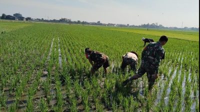 Sengkuyung Ketahanan Pangan, Babinsa Sragen Ikut ‘Matun’ Padi di Sawah
