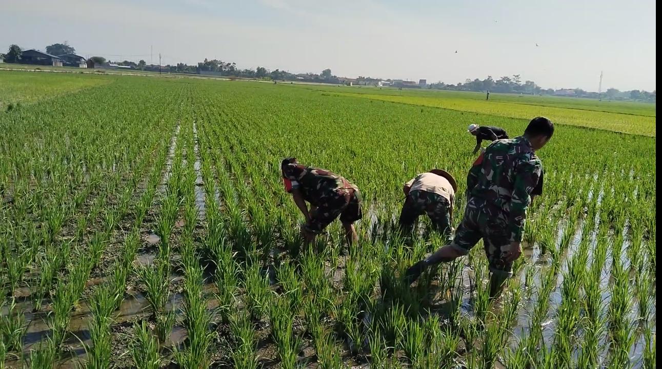 Sengkuyung Ketahanan Pangan, Babinsa Sragen Ikut ‘Matun’ Padi di Sawah