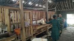 Ternak Kambing Perah Diimbau Jaga Kebersihan Kandang dan Kesehatan Hewan