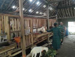 Ternak Kambing Perah Diimbau Jaga Kebersihan Kandang dan Kesehatan Hewan