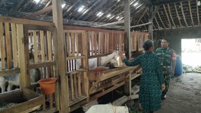 Ternak Kambing Perah Diimbau Jaga Kebersihan Kandang dan Kesehatan Hewan
