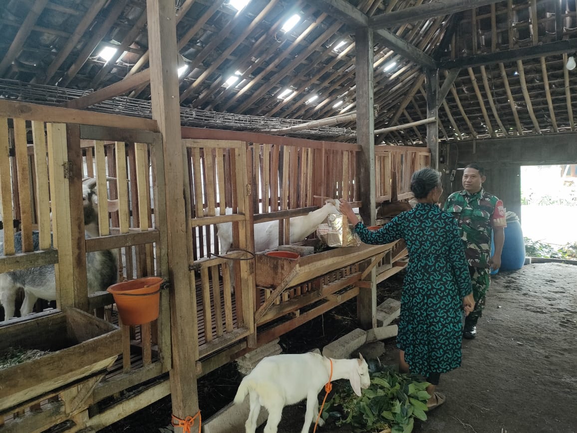Ternak Kambing Perah Diimbau Jaga Kebersihan Kandang dan Kesehatan Hewan