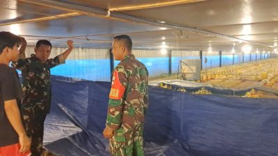 Kandang Ayam Potong Jadi Sarana Babinsa Dekatkan Diri dengan Masyarakat