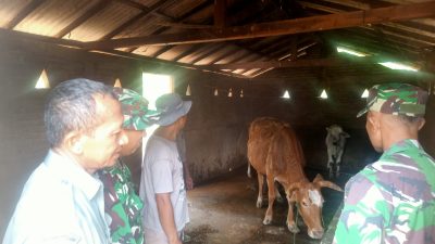 MENDEKATI IDUL ADHA, Batituud IMBAU WARGA WASPADAI PMK PADA HEWAN TERNAK