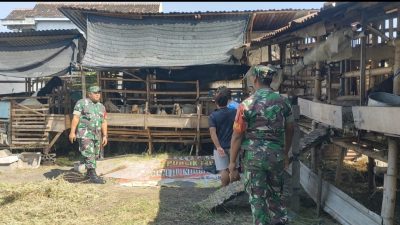 ​Potensi Menjanjikan, Babinsa Ajak Warga Seriusi Usaha Ternak Kambing