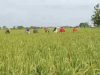 Antisipasi Gagal Panen, Babinsa Sisir Sawah Cek Kesehatan Tanaman Padi