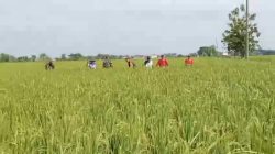 Antisipasi Gagal Panen, Babinsa Sisir Sawah Cek Kesehatan Tanaman Padi