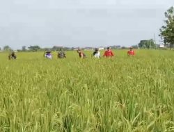 Antisipasi Gagal Panen, Babinsa Sisir Sawah Cek Kesehatan Tanaman Padi