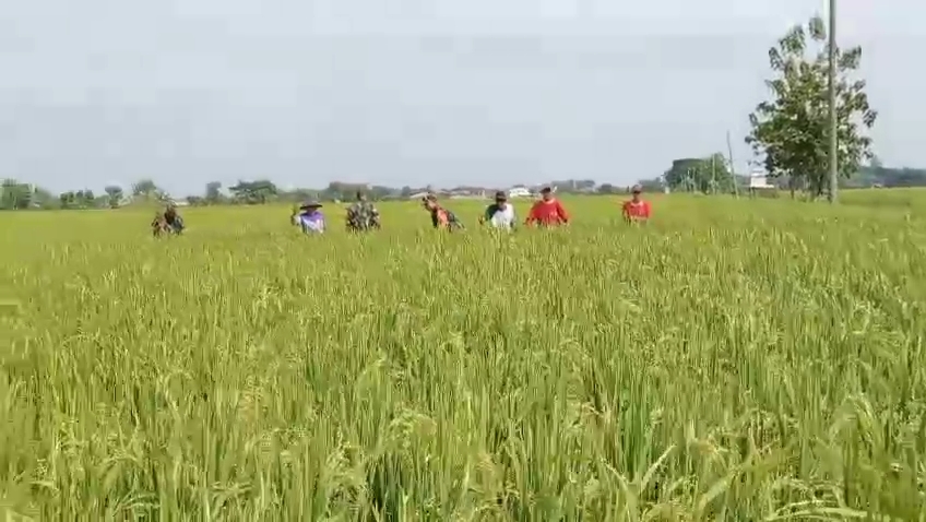 Antisipasi Gagal Panen, Babinsa Sisir Sawah Cek Kesehatan Tanaman Padi