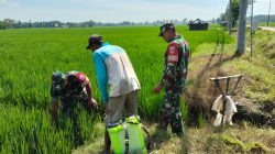 Di Tengah Sawah, Babinsa Sempatkan Komsos Bersama Petani