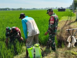 Di Tengah Sawah, Babinsa Sempatkan Komsos Bersama Petani