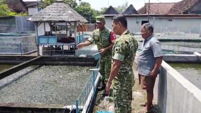 Kawal Ketahanan Pangan Perikanan, Serka Sunardi Sambangi Kolam Ikan Pak Suparjan