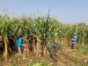 Potensi Jagung Melimpah, Babinsa Turun Bantu Panen Bersama Petani