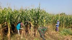 Potensi Jagung Melimpah, Babinsa Turun Bantu Panen Bersama Petani