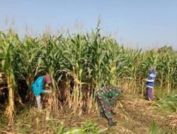 Potensi Jagung Melimpah, Babinsa Turun Bantu Panen Bersama Petani