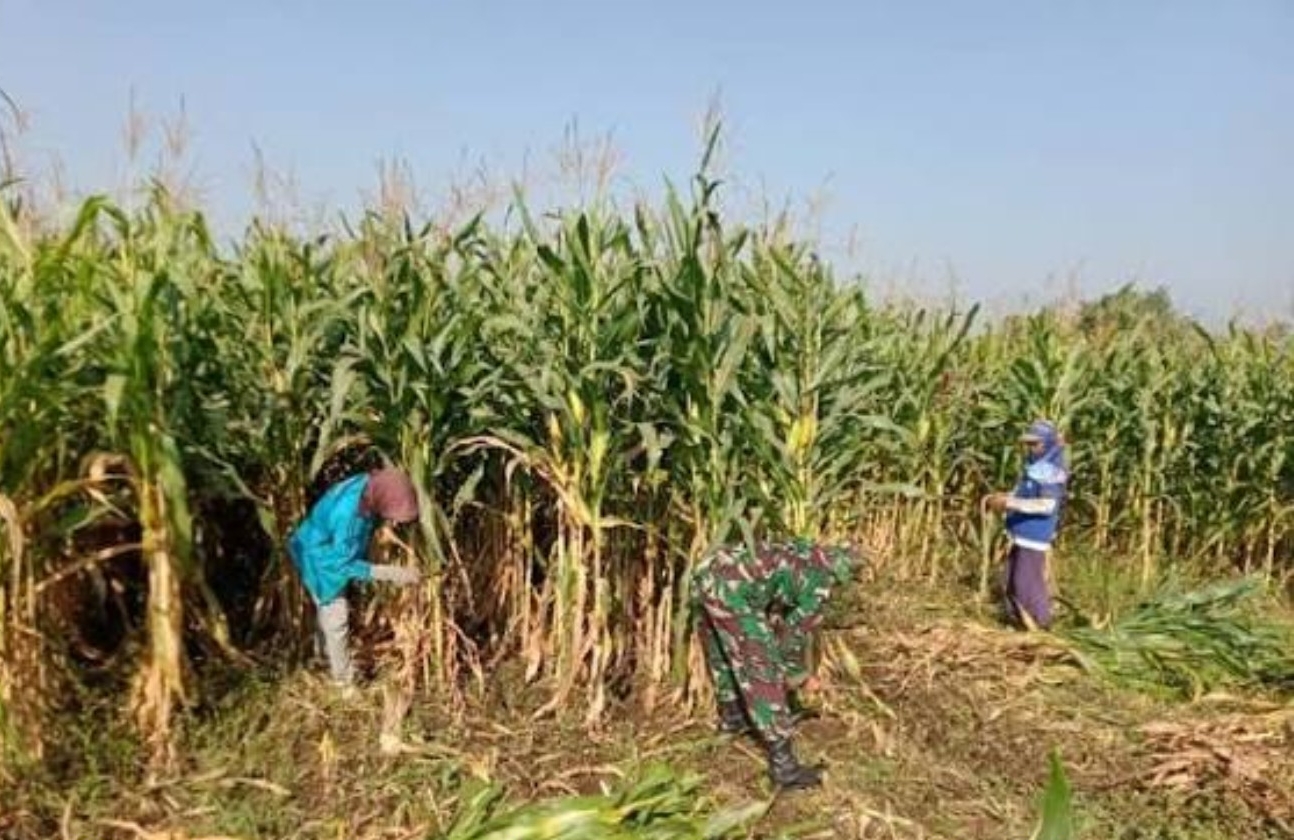 Potensi Jagung Melimpah, Babinsa Turun Bantu Panen Bersama Petani