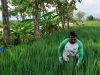 Jalan Mulus, Mbah Darji Petani Padi Hemat Biaya