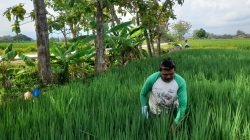 Jalan Mulus, Mbah Darji Petani Padi Hemat Biaya