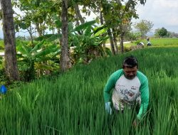 Jalan Mulus, Mbah Darji Petani Padi Hemat Biaya