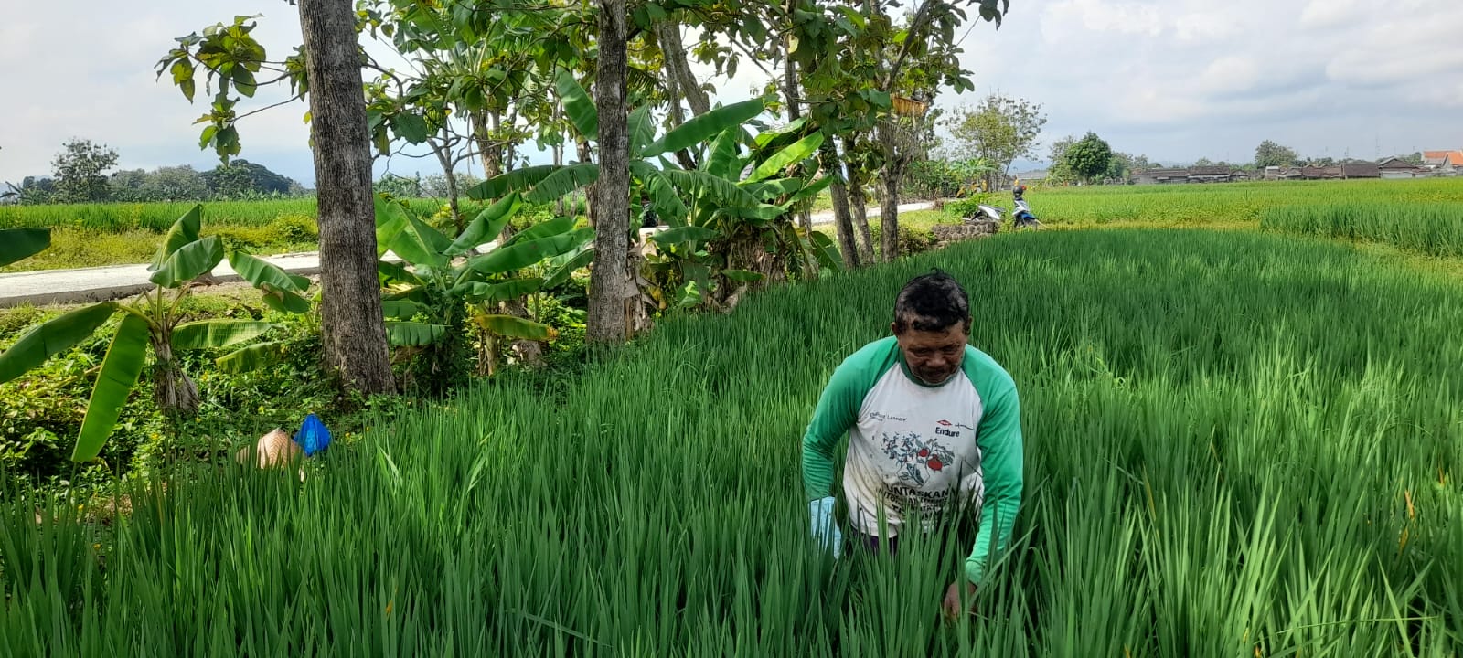 Jalan Mulus, Mbah Darji Petani Padi Hemat Biaya